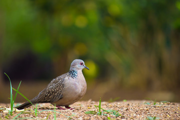 Dove Bird sitting on the ground, in its natural habitat with a soft blurry background.