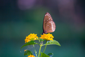 The common crow, is a common butterfly found in South Asia and Australia. In India it is also sometimes referred to as the common Indian crow, and in Australia as the Australian crow.