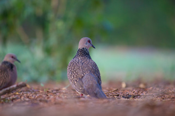  Dove Bird sitting on the ground, in its natural habitat with a soft blurry background.