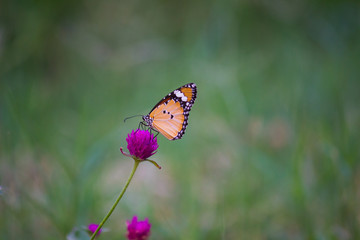 Obraz na płótnie Canvas The Plain Tiger butterfly sitting on the flower plant with a nice soft background