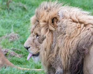 Large Male Lion
