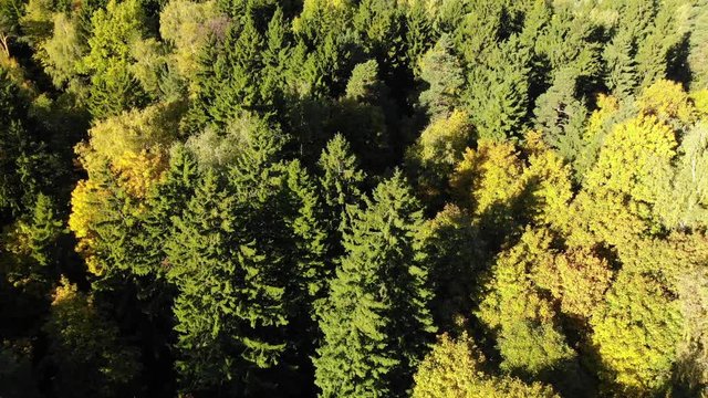 Flying over the autumn forest with pines