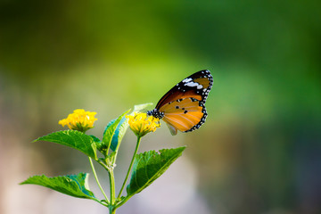 The Plain Tiger  butterfly sitting on the flower plant with a nice soft background in its natural habitat during the day