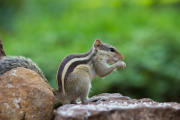 A Squirrel on the tree trunk looking curiously in its natural habitat with a nice soft green blurry background.