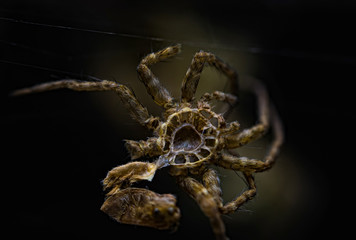spider Araneus shed or molt Exoskeleton