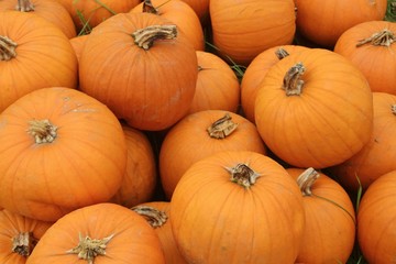 Street sale of orange pumpkins besides the highway, in autumn. Bavaria, Germany, Europe.
