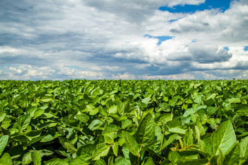 Green ripening soybean field, agricultural landscape