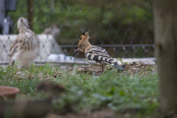 Hoopoe in front of a garden fence in the grass