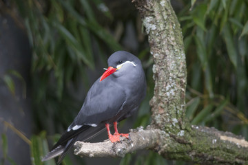 An Inca tern on a branch