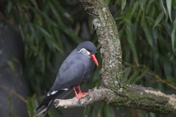An Inca tern on a branch