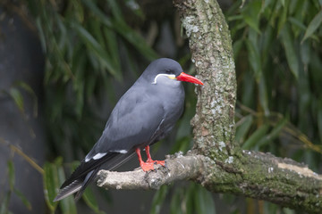 An Inca tern on a branch