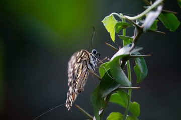 The Common Lime Butterfly sitting on the flower plants in its natural habitat with a nice soft blurry background.