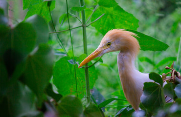 Cattle Egret in the garden in its natural habitat.