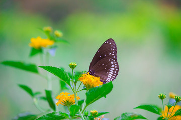 The Common Crow sitting on the flower in its natural habitat
