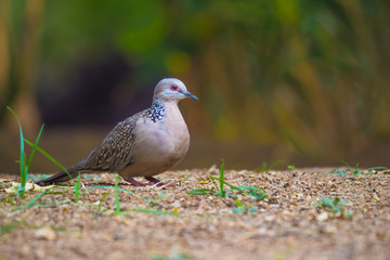 Dove Bird sitting on the tree, in its natural habitat with a soft blurry background.