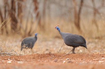 helmeted guineafowl southafrica 