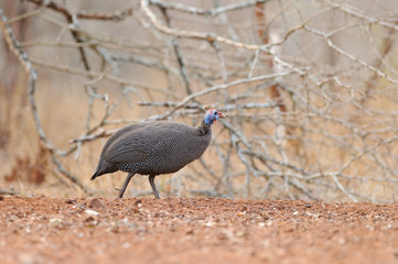 helmeted guineafowl southafrica 