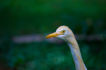 Obraz premium A portrait of a Cattle Egret in the garden in its natural habitat.