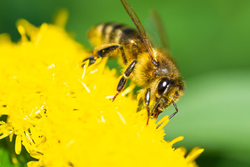Bee on a yellow flower