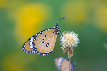 The Plain Tiger  butterfly sitting on the flower plant with a nice soft background in its natural habitat during the day