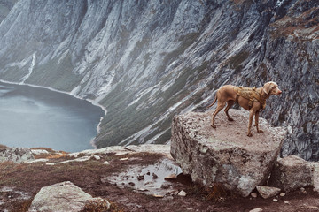Fototapeta na wymiar Cute brown dog standing on top of the Norwegian fjord.