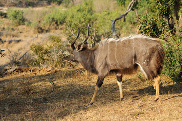 Nyala Antelope 