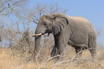 Fototapeta premium african Elefant eating tree trunk