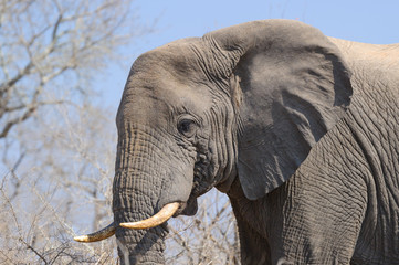 african Elefant eating tree trunk