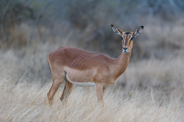 Naklejka premium Impala in sunset - sundowner 