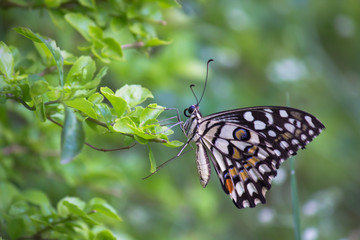 The Common Lime Butterfly sitting on the flower plants in its natural habitat with a nice soft blurry background.