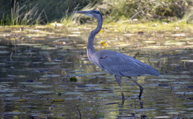 Great Blue heron