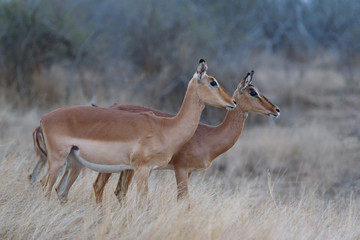 Impala in sunset - sundowner 