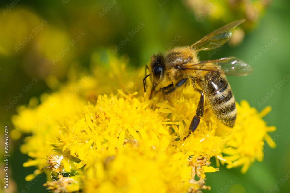 Wall mural bee on a yellow flower and a green background.macro