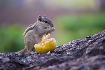 A Squirrel on the tree trunk looking curiously in its natural habitat with a nice soft green blurry background.