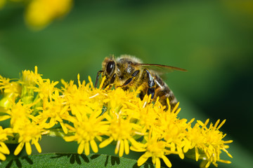 bee on a yellow flower