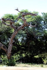 The beauty of the nature