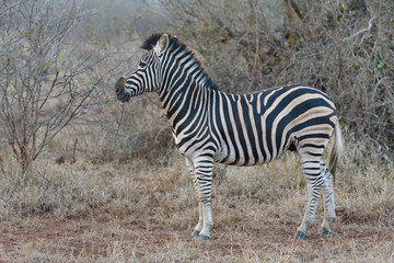 Fototapeta na wymiar Zebra during sundowner in africa 