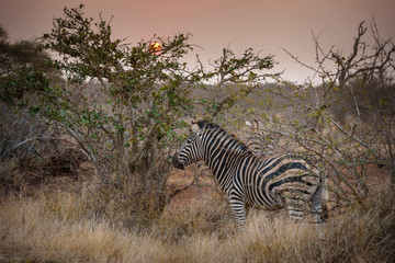 Fototapeta na wymiar Zebra during sundowner in africa 