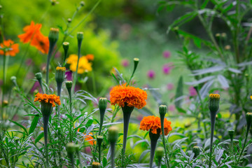 Marigold flower blooming away in the garden on a beautiful day.