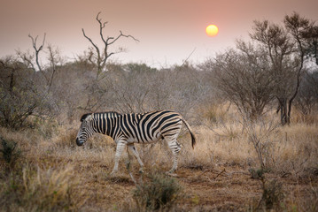 Obraz premium Zebra during sundowner in africa 