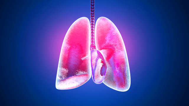 3D Illustration Of The Respiratory Process Of Human Lungs Inhaling Oxygen.
