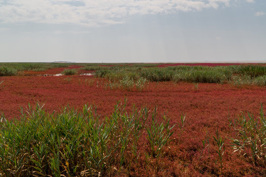 Red Beach Of Panjin In Liaoning, China