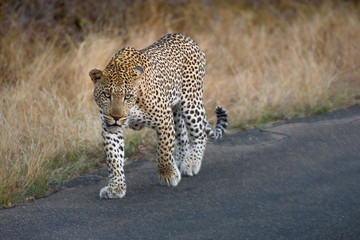 libbard on the road in krueger national park south africa 