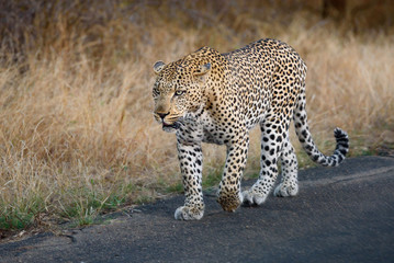 libbard on the road in krueger national park south africa 