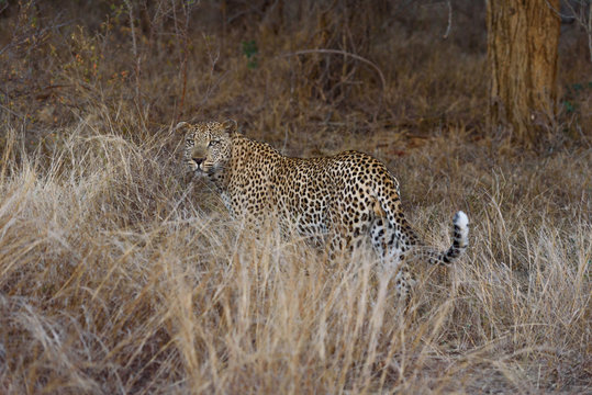 libbard on the road in krueger national park south africa 