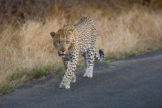 libbard on the road in krueger national park south africa 