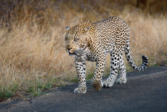 libbard on the road in krueger national park south africa 