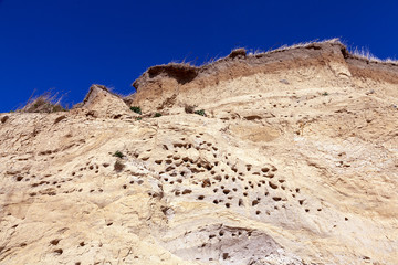 Fototapeta premium Nisthöhlen in der Steilwand