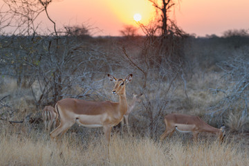 Impala in sunset - sundowner 