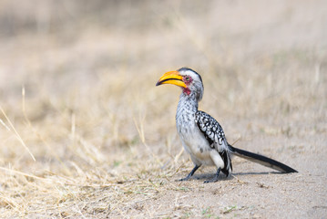 Tockus leucomelas - Gelbschnabeltoko - bird of Africa 